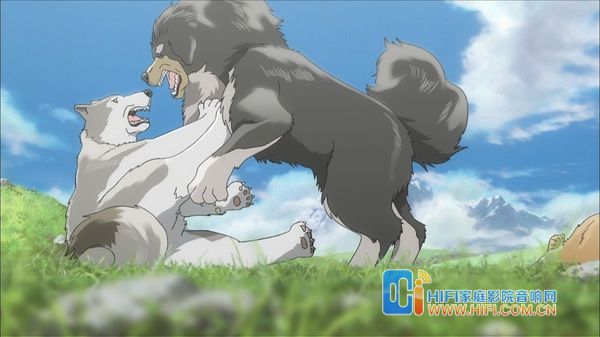 《藏獒多吉》酥油茶藏獒犬 凸显浓浓西藏情 藏獒多吉