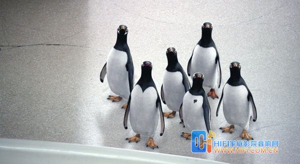 《波普先生的企鹅》金·凯瑞与12企鹅齐搞笑 波普先生的企鹅