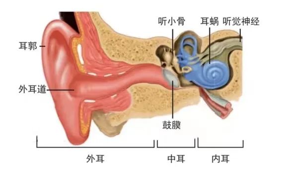 骨传导与气传导到底有什么不同? 20220610020200903