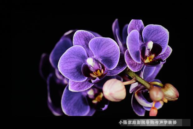 高清入门新境界明基W1200投影实景呈现 \